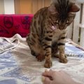 ママ猫がだめなら飼い主さんに！でもやっぱりママ猫が好きな娘猫♡