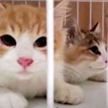 難航する子猫たちの保護活動…SOSに温かい救いの手が集まる！