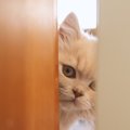 猫が『飼い主を探している時』の仕草・行動3つ！そのときの心理も合わ…