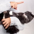 猫を叱る時に絶対してはいけない3つのNG行為　関係性が最悪になる可能性も