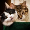 猫は顔で『性別』がわかる！？4つの見分けるポイントと特徴を解説！