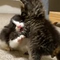 2匹の赤ちゃん猫が突然『ケンカ』を始めて…泣けてくるほど可愛い『赤…