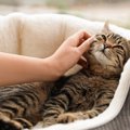 猫が『家族と認めた人』限定でする仕草・行動4選