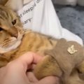 ちっちゃいサイズが可愛すぎる♡猫の毛100%の手袋をはめる猫さん