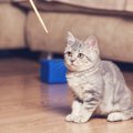 猫の『クリッカートレーニング』って何？５つの手順を徹底解説！