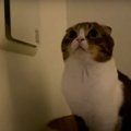 この音はどこからニャッ？とっても気になる猫さん！