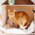 猫が住む家の『危険ポイント』5選！安全な環境にするためには…