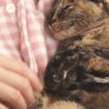抱っこされる甘えん坊猫→左のおててを触ろうとすると…予想外の『かわいい…