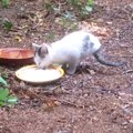 外にいた『2本足の猫』を保護→病院に行くと、獣医さんも驚きで…判明した事…