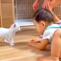 ゴミ収集場に捨てられていた保護子猫→人間の赤ちゃんと遊んだ結果…宝…