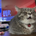 【獣…？】ほげぇとしてる猫と対照的な光景に「ツボです」10万いいねの…