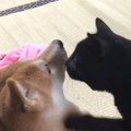 『柴犬と遊びたい黒猫』、一生懸命アピールをして…ほっこりするやり取りが…