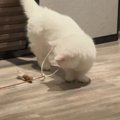 おもちゃを使って1匹で遊んでいた猫…完全に予想外な『笑ってしまう展…