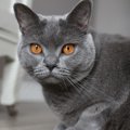 シャルトリューの目の色は何色？ゴールド・オレンジ・カッパーや子猫の変…