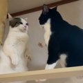 キャットタワーの上で乱闘！？やはり母猫は強かった…