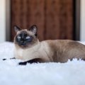 猫が人の『寝室』を好む理由3つ♪