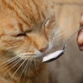 猫に「ヨーグルト」はあげても大丈夫？与えるときの注意点や健康への…