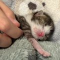 炎天下の草むらの中にいた『目も開いていない子猫』を保護して１年…涙…