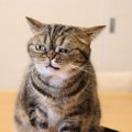 猫に『近づかないほうがいい』のはどんな時？3つのシーン	