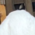 『猫』を撮影したはずなのに……謎の生き物すぎる『衝撃の瞬間』に30万…