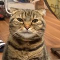 『ごはんが欲しい猫』→目の前に座ると…とんでもなく尊い『まさかのア…