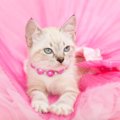 飼い主から莫大な財産を相続したセレブ猫！13歳になった現在の生活は？フ…