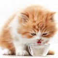 猫に『水』を与えるときの基礎知識5つ！飲まない時の対処法も解説！