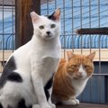 『過去最強の暴れん坊猫』と『控えめな性格の猫』が出会った結果…現在の様…