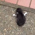 玄関先で『弱っていた子猫』を保護→1か月が経つと…涙あふれる『成長記…