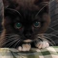 椅子に座るのが上手くなってきた子猫→『テーブルに顔を出す様子』が可愛す…