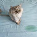 猫が布団にオシッコ！粗相したときに考えられる3つの理由と、繰り返さ…