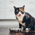 猫の『食欲が落ちた』と感じたら…チェックすべき4つの原因　改善のための…