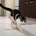 テンションMAXになった猫さんのステップが可愛すぎる♡