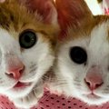 とっても仲良しな『きょうだい子猫』→大きく成長した『現在』…微笑ま…