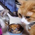 早食いの子猫ちゃん！先輩猫さんのごはんも食べた〜い♡