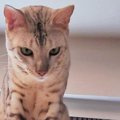 『猫』がつく苗字４選！その起源や由来とは？