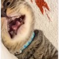 おうちに来て10日目の猫→名前を呼んでみたら…10日目とは思えない『ま…
