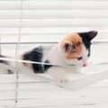 猫と暮らす部屋に『ブラインド』を取り付けるときの注意点3つ　選び方のポ…
