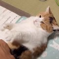  『お腹を触られるのは嫌』な猫…『まさかの対策法』を取る姿が可愛す…