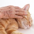 猫が『天国へ旅立つ直前』に残したいメッセージ4つ　最期の時間に込め…