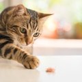 猫の『フード品質』の劣化に注意！健康被害に繋がる2つのリスク