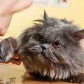 猫も犬みたいに「トリミング」が必要？サロンの選び方や行く際の注意…