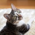 猫が『覚えやすい言葉』５つ！覚えさせるコツとは？