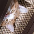 愛猫が『めんどくさがり屋だな』と思う瞬間6選　ダラけた態度も猫なら…