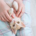 猫も触れ合いたい時がある？3つのサインと愛が深まる接し方のコツ