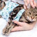 猫が寝たきりになったら…介護の方法や気をつける事