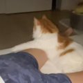 『猫飼ってる人には分かる』幸せから絶望に変わる瞬間をSNSにあげたら…