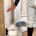 息子のことが大好きな猫→頭上に手を出されると…とんでもなく尊い『ま…