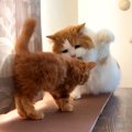 赤ちゃん猫が先住猫に近づいた結果→戸惑っている様子で…『愛おしいや…