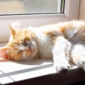 猫がつい『ゴロゴロしたくなる場所』4選　好んで寝転がる理由とは？